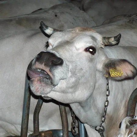 Agriturismo La Meridiana Frabosa Sottana